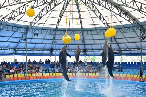 長隆海洋公園裡的企鵝與海豚表演有什麼不同?